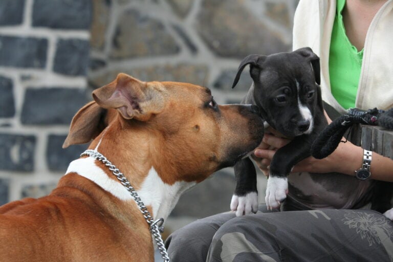 What Age Should I Introduce My Puppy To My Other Dog?