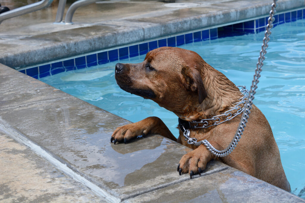 large dog in a prong collar getting out of a pool on a leash