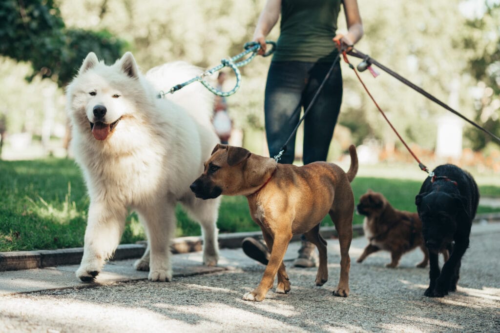 a dog walker can provide a fantastic break in the day for your pup