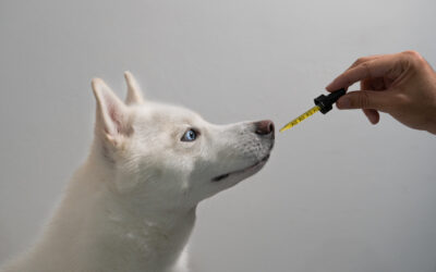 CBD For Dogs: Revealing The Uses & Effects Of CBD For Training and Pain