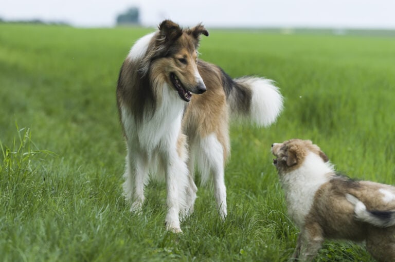 How To Train Your Puppy Without Excluding Your Existing Dog.