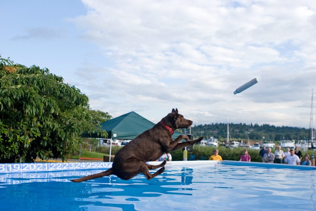 existing dog labrador going dock diving