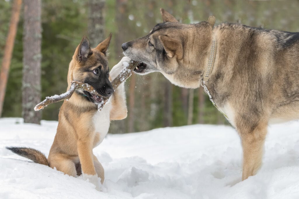 introduce young german shepherd puppy interacting with older sibling