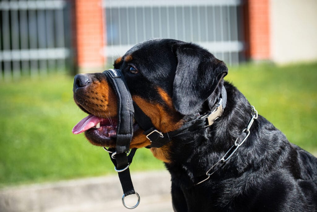 Rottweiler in a dog head collar halti