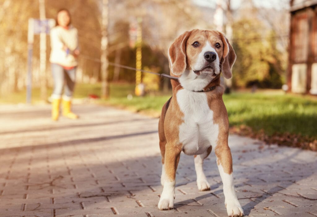 beagle on a flexi retractable leash