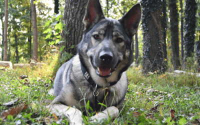 The Rebarkable Dogs: A German Shepherd Cross Called Indie