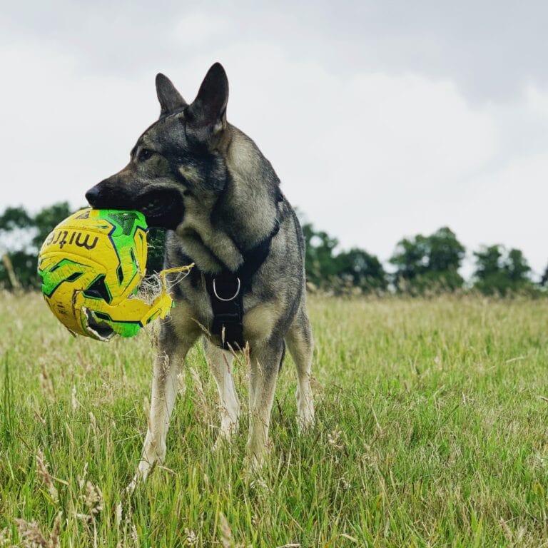 Dog Obsessed With a Ball? How to Prevent Fetch Obsession
