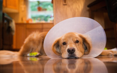 The Rebarkable Spay & Neuter Information Center!