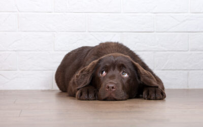 Your Puppy’s Second Fear Phase – Understanding it And What To Watch Out For.