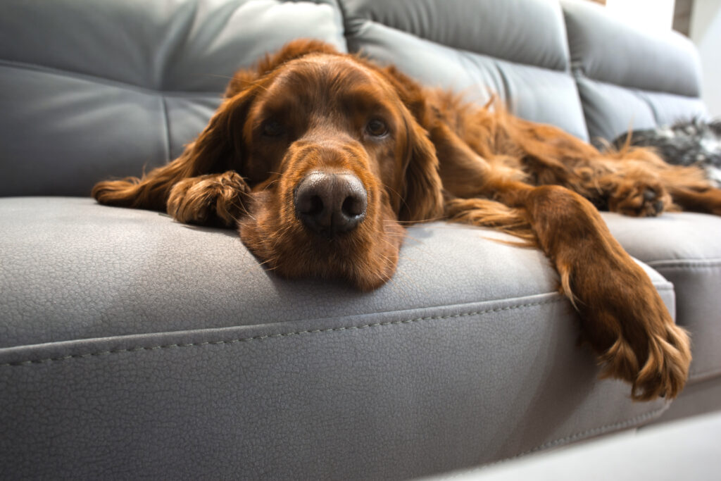 sofa snoozing red setter is very happy he was un-crate trained.