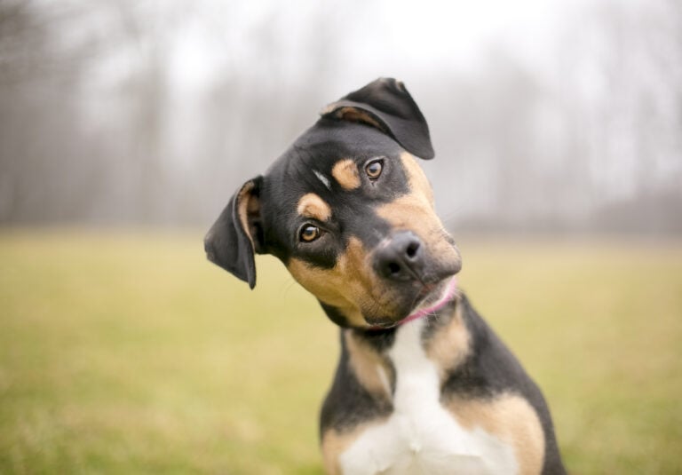 Understanding The Beauty of Self Rewarding Cycles In Training Your Dog.