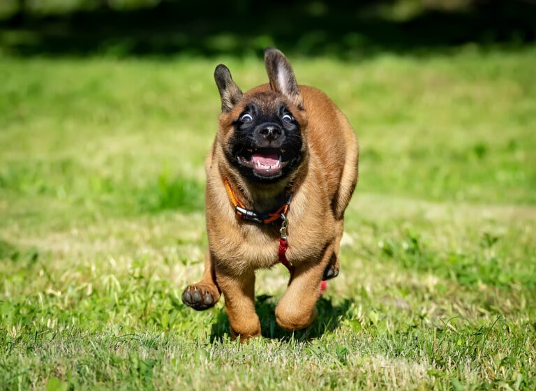 Zoomies: 4 Reasons For Your Puppy’s Secret Stash Of Energy.