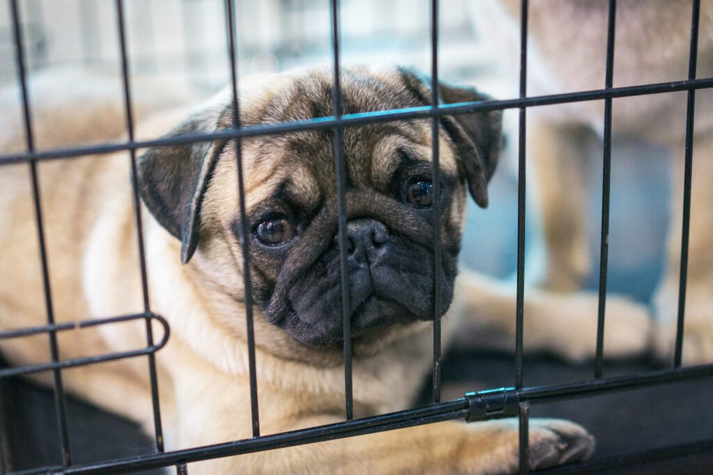 pug in crate training