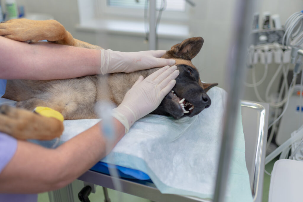 The Spay surgery is tough on dogs, so figure out if it's right for you