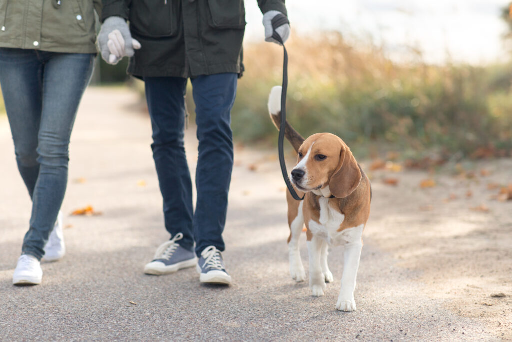 Gentle walks are a great idea after an initial rest! Keep them on leash, and practice a nice loose leash walk