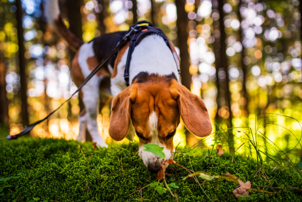 sniffy walks allow your pup to get some exercise and a lot of mental stimulation too.