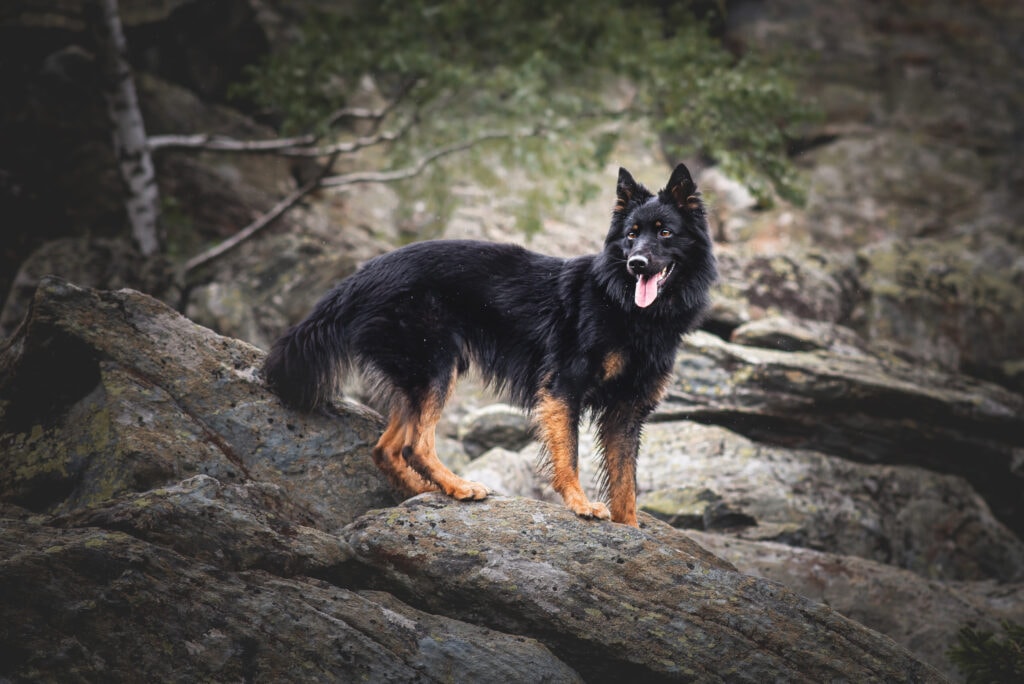 The bohemian shepherd, a gorgeous example of the foundation stock dog breeds