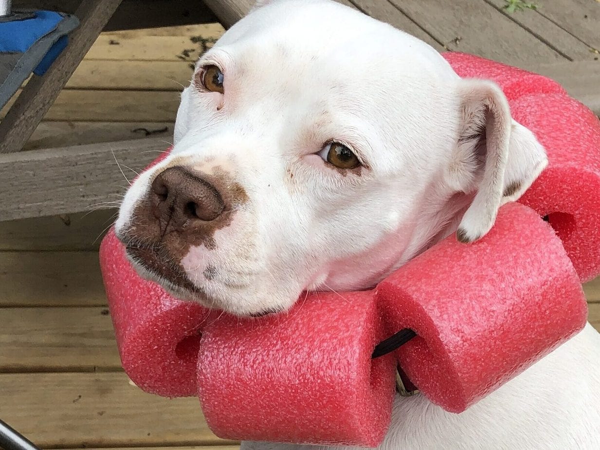 Pool noodle collar alternative for preventing licking after surgeries like neutering