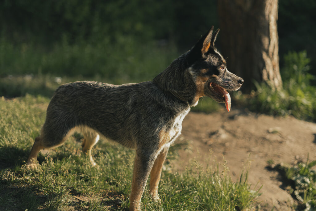 Aussie Australian Cattle Dog In Field, spaying and neutering may be a big decision that affects your boys roaming