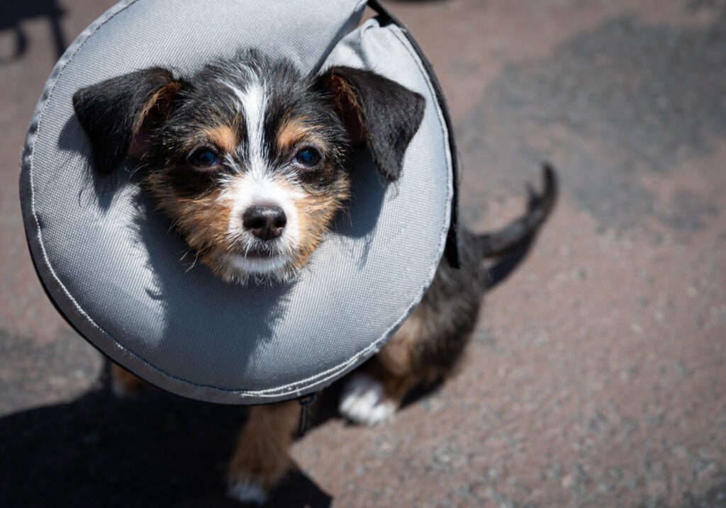 recovering from a spay or neuter surgery has biological and behavioral impacts