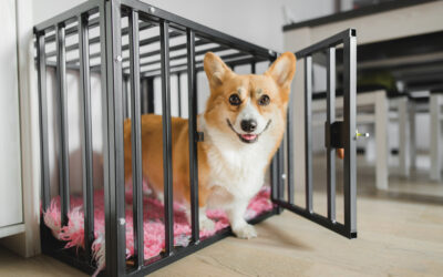 Un-crate training:  6 Steps To Teaching Your Dog To Be Responsible Around The House