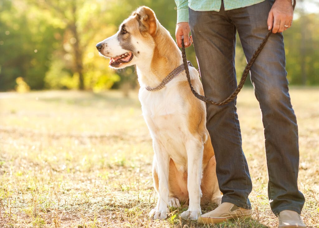 limited on leash walks can be done after some initial recovery, just remember to keep it short and unexciting whilst recovering from the spay surgery