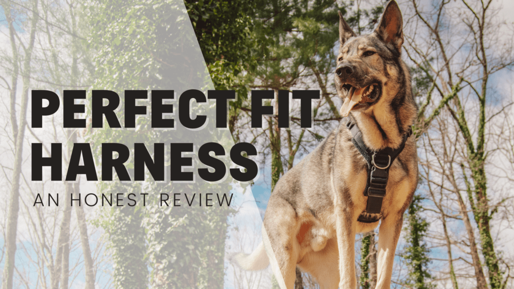 Perfect Fit Dog Harness Review best dog harness 2022