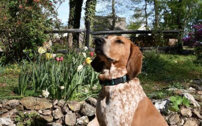 The Rebarkable Dogs: A Coonhound Called Lucy, aka Lucy-fer