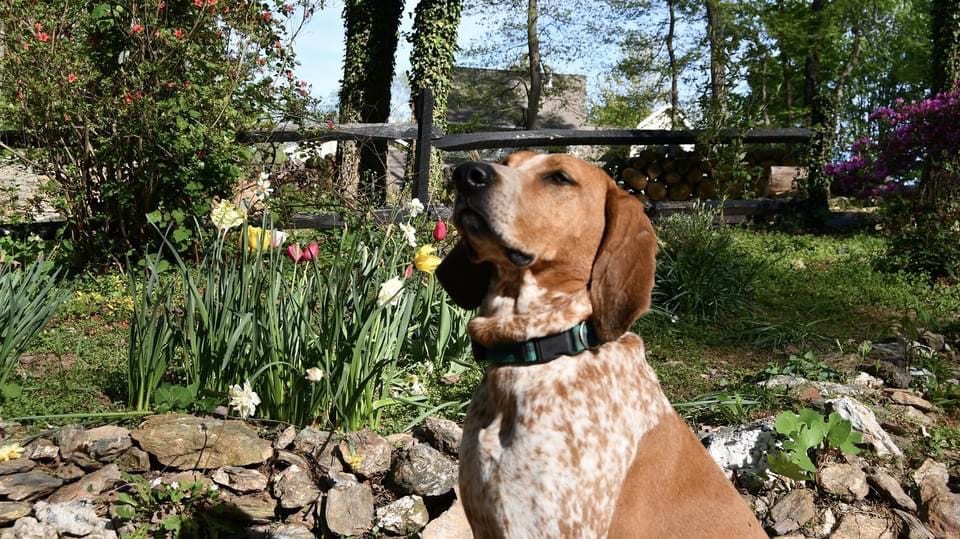 Lucy the redtick coonhound wearing her Fi Collar