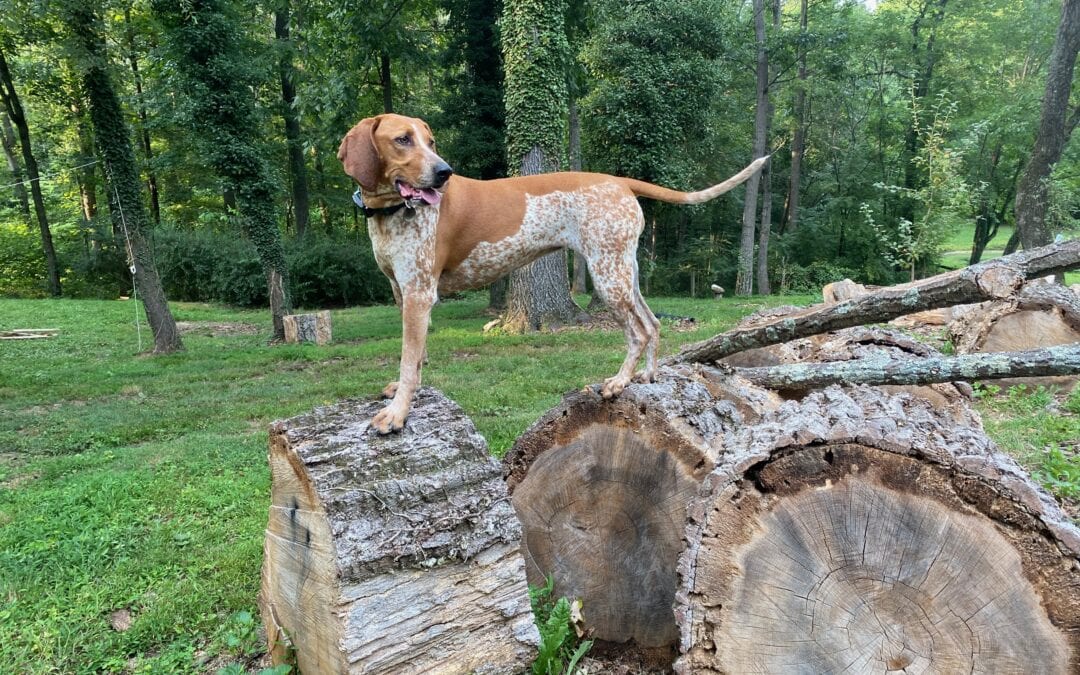 Bluetick Coonhound: What They’re Really Like to Live With