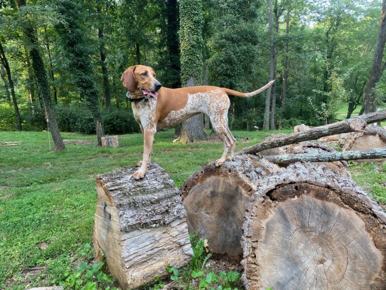 Bluetick Coonhound: What They’re Really Like to Live With
