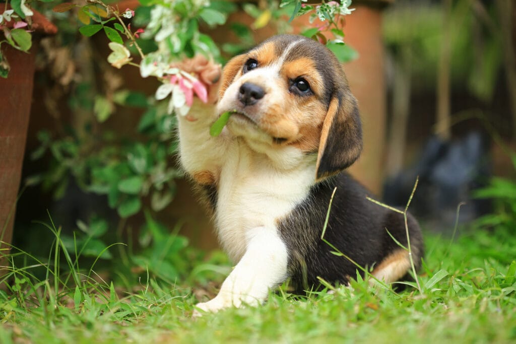 Beagle playing whose mum is wondering when it is best to spay or neuter