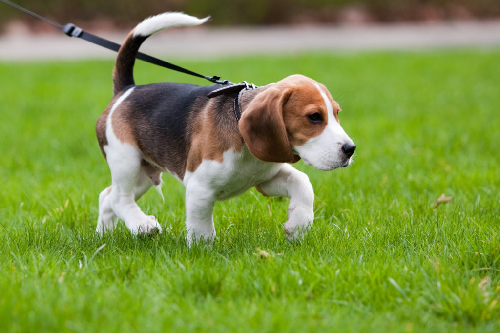 beagle puppy taking a shorter walk - How Much Exercise Does My Puppy Need?