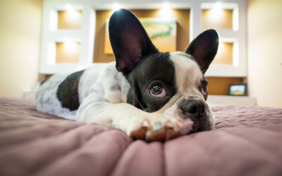 When Will My Puppy Sleep Through The Night? With 4 Steps To Help Your Puppy Sleep Longer.