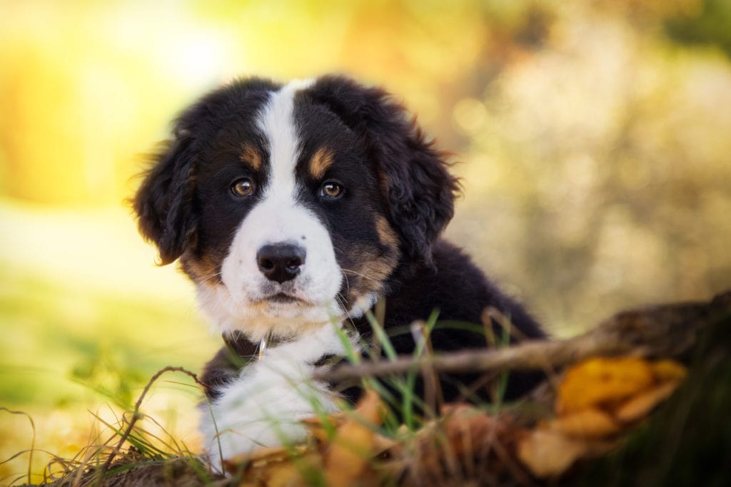 Bernese Mountain Dog puppy, what a cutie! The age of your pup is really important as a factor in their future health as you consider spay or neuter surgery. If you need more info on the process, head over to the The Rebarkable Spay & Neuter Information Center!