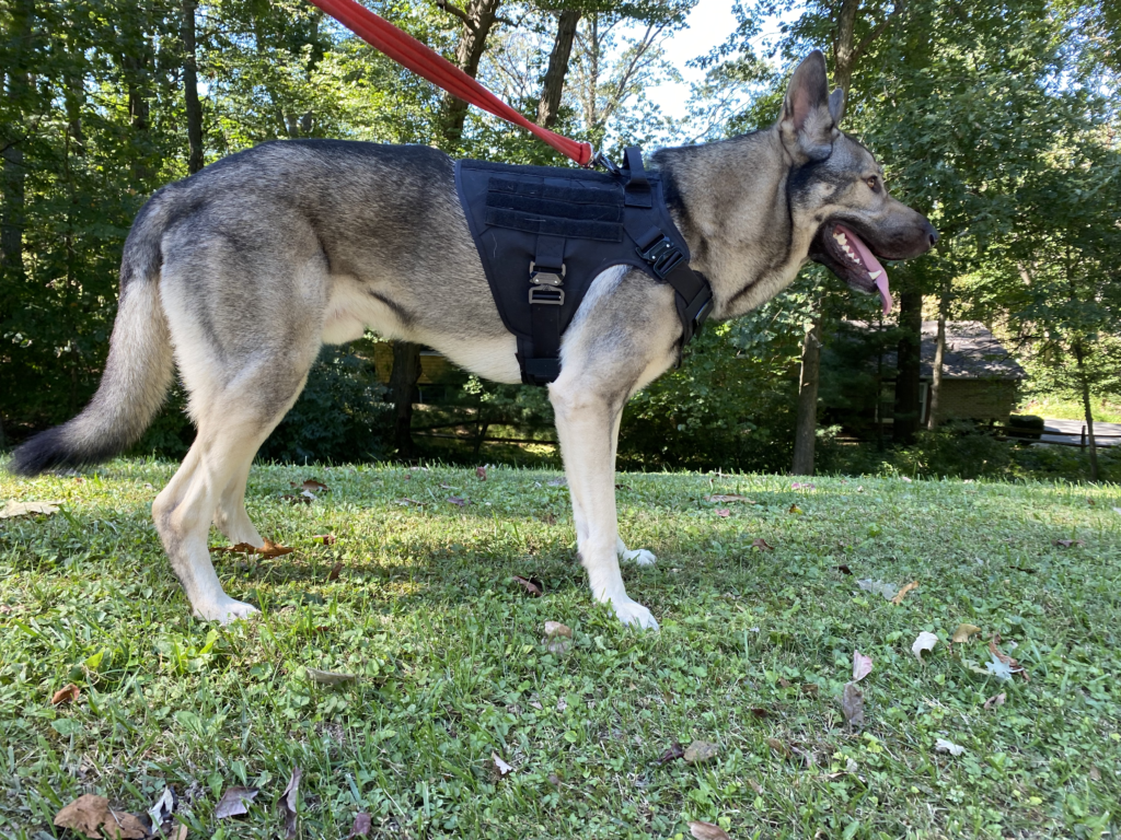 Indie the German shepherd cross demonstrating the fit of the Icefang harness for this review