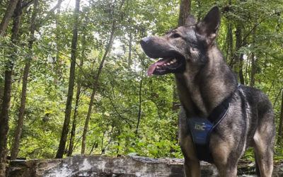 Julius-K9 Longwalk Harness For Dogs – An Honest Review