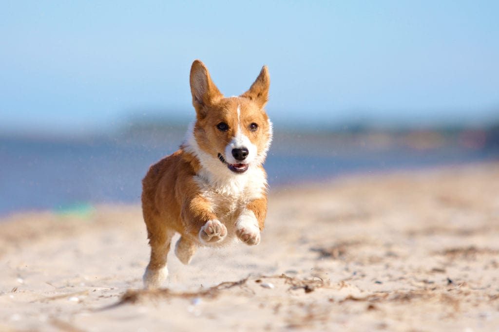 Young Welsh Corgi running on sand at the beach