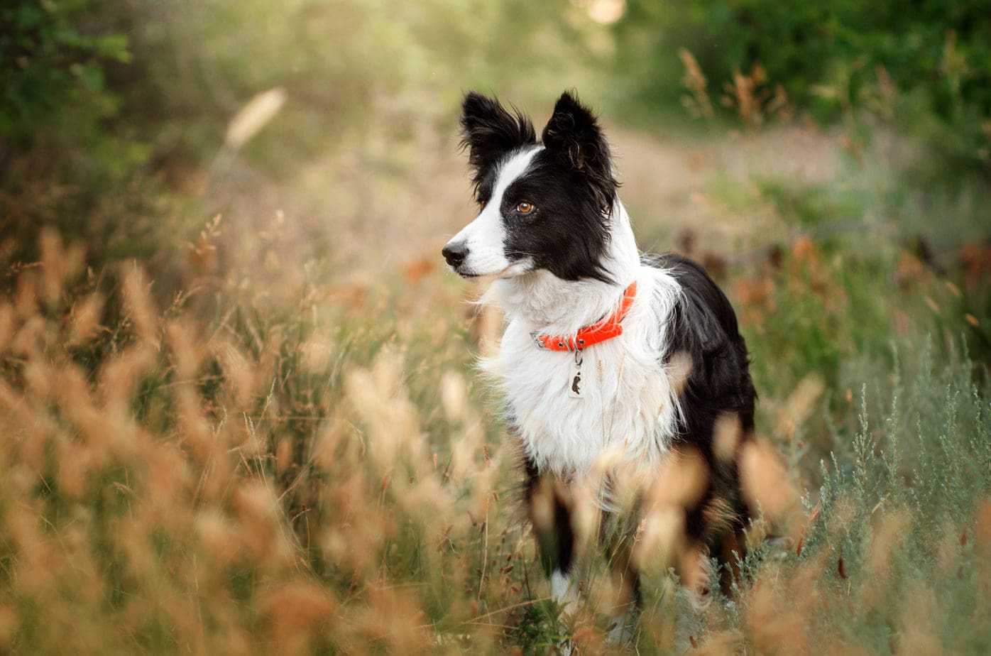 When Is The Best Time To Spay Or Neuter My Border Collie