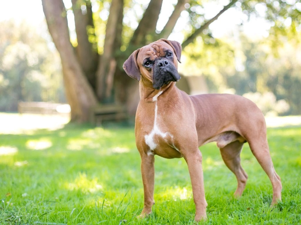 When is the best time to Spay or Neuter My Boxer