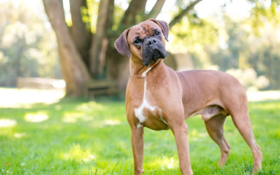 When Is The Best Time To Spay Or Neuter My Boxer?