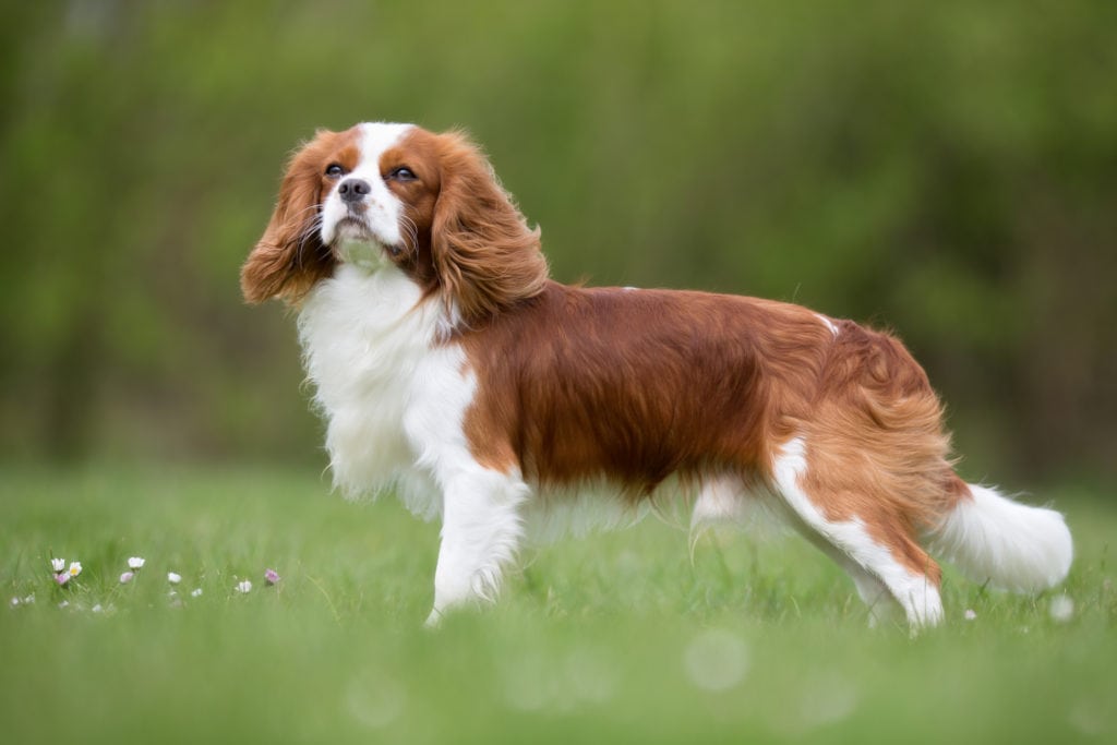 When is the best time to spay or neuter my Cavalier King Charles Spaniel