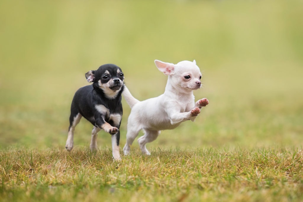 Spaying or neutering a Chihuahua is a big decision