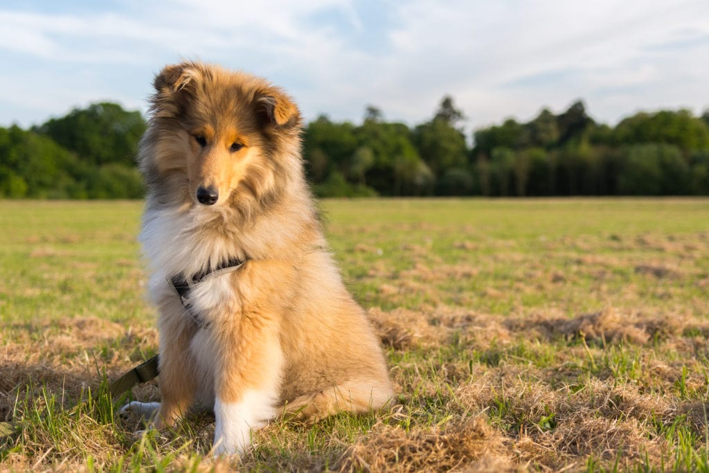 collie puppy in field