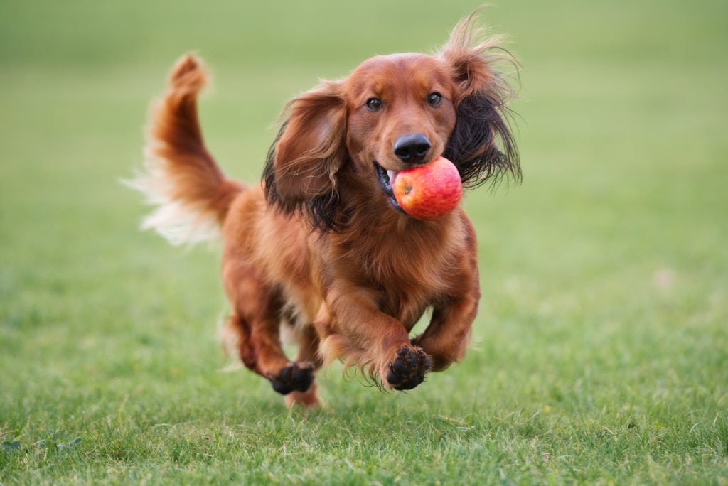 - Spaying or neutering a Dachshund is a big decision, it's best that they are responsibly bred