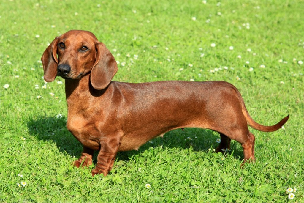When is the best time to spay or neuter my dachshund