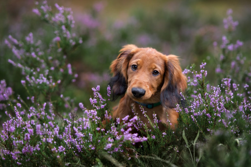 dachshund puppy in heather field. . Whilst neutering doesn't affect behaviour, neutering may affect your boys roaming to find females.
