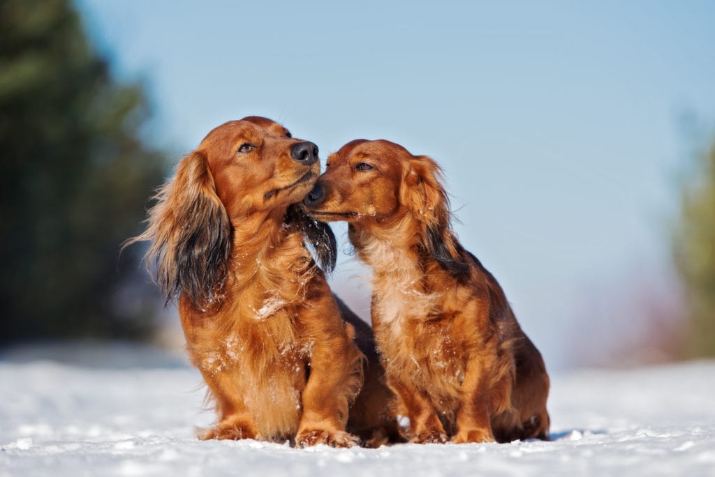 two adorable dachshund dogs socialisiang outdoors in winter