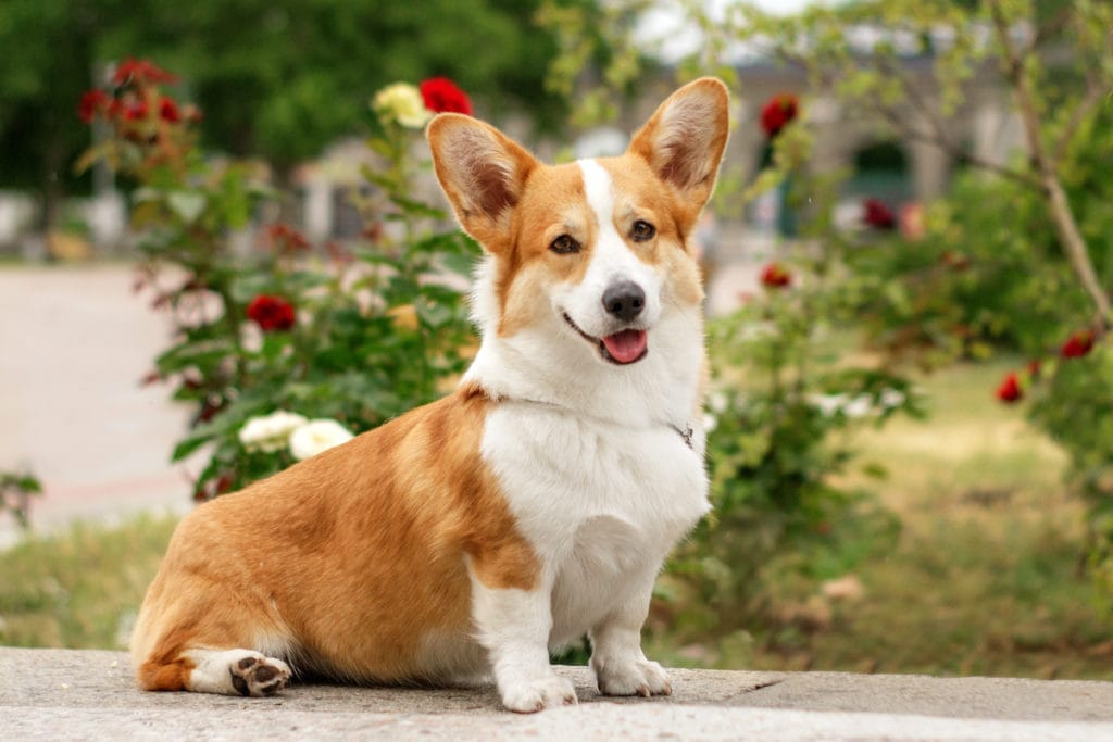 When is the best time to spay or neuter my Corgi