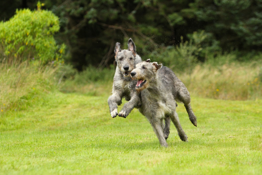 Spaying or neutering a Irish Wolfhound is a big decision, it's best that they are responsibly bred